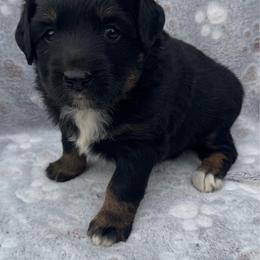 Ana - Black tri female Miniature Australian Shepherd puppy in Stuart, Iowa from Arbor Hill Aussies