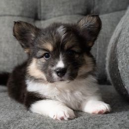 Rex - Black and tan male Pembroke Welsh Corgi puppy in Orange County, California from Han Dynasty Corgis