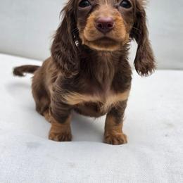Alice - Alice in Wonderland Theme Litter. - Chocolate and tan female Dachshund puppy in Woodland, Washington from SJs Dachshunds