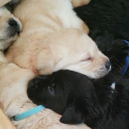 Labrador Retriever Puppies from Blue Sky Labradors