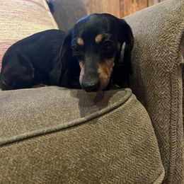 Duke - Dachshund