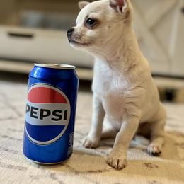 Chihuahua Puppies from Brooks Grove Canines LLC