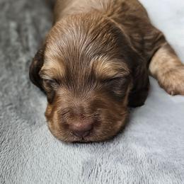 Chocolate Based Cream Girl - Cream female Dachshund puppy in Woodland, Washington from SJs Dachshunds