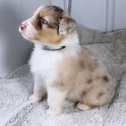 Sparky - Red merle male Australian Shepherd puppy in Falcon, Missouri from www.maubachranch.com