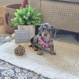 AKC Meet Ellie Mae :) - Dapple female Dachshund puppy in Centerville, Iowa from Barnyard Dachshunds, Dals & Doodles