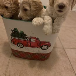 Goldendoodle Puppies from Tina Armstrong's Doodles