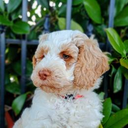 Woodstock - Caramel male Australian Labradoodle puppy in Atascadero, California from Classic Poodles and Doodles