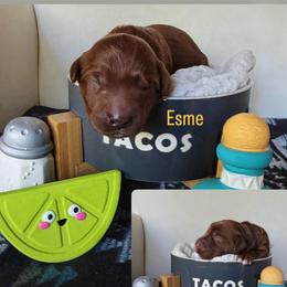 Esme - Red  female Goldendoodle puppy in Pine Grove, California from Lundee Doodles