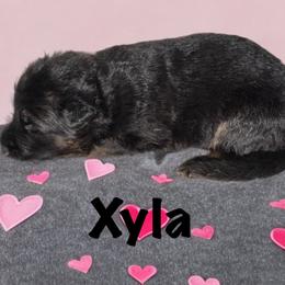 Xyla - Black and red female German Shepherd puppy in Graham, Washington from Wildeflecken Shepherds