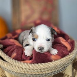 Blue merle girl 1 - Blue merle female Miniature Australian Shepherd puppy in Russellville, Alabama from Star B Cattle and Aussies