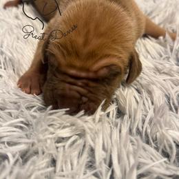 Sunflower - Sunny - Fawn male Great Dane puppy in Norton, Ohio from Guilty Pleasure Great Danes & Frenchies