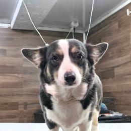 Fancy - Pembroke Welsh Corgi