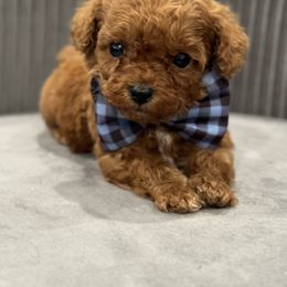 Cavapoo and Poodle Puppies from Fletcher fuzzy friends