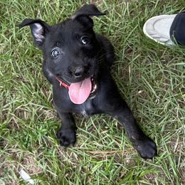 Lore - Black brindle male Dutch Shepherd puppy in Fayetteville, North Carolina from Iron Sight K9s
