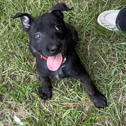 Lore - Black brindle male Dutch Shepherd puppy in Fayetteville, North Carolina from Iron Sight K9s