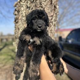 Disco - Tri-color female Bernedoodle puppy in Rose Hill, North Carolina from Red Door Canines
