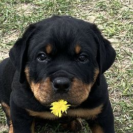 Rottweiler Puppies from Porath's Rottweilers