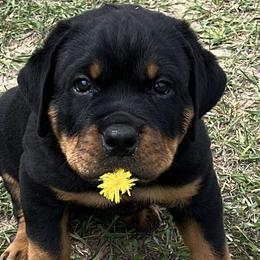 Rottweiler Puppies from Porath's Rottweilers