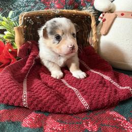 Rowan - Blue merle and white male American Corgi puppy in Lubbock, Texas from Ace High Corgis