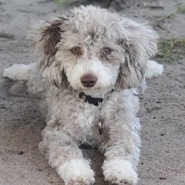 Goldendoodles from Lake Oakdale Doodles