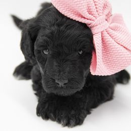 Vixen - Pink Collar - Black female Labradoodle puppy in Lehi, Utah from Our Little Farm Life Doodles