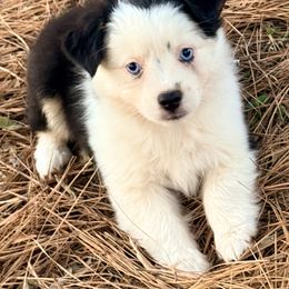 Dorothy - Black tri female Toy Australian Shepherd puppy in Blacksburg, South Carolina from Blue’s Family Aussies