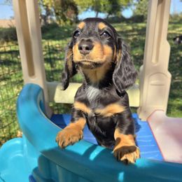 Girl 2 - Black and tan female Dachshund puppy in Orfordville, Wisconsin from Spring Valley Dachshunds