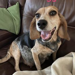 MAGGIE - Beagle