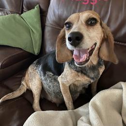 MAGGIE - Beagle