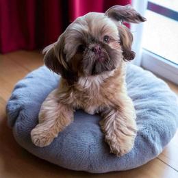 Harlowe - Shih Tzu