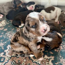 Boy 2 - Sable male Bernedoodle puppy in Royse City, Texas from Platinum Bernedoodles of Texas
