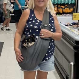 Chihuahua All Grown Up from J and E