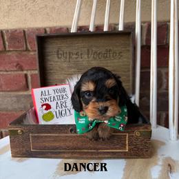 Bernedoodle, Cavalier King Charles Spaniel, Cavapoo, Goldendoodle, and Poodle Puppies from Gypsi Doodles & Poodles LLC.