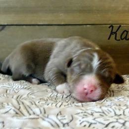 Kai - Red tri-color male Australian Shepherd puppy in Kearney, Nebraska from Helix Aussies