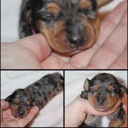 Theia - Dapple female Dachshund puppy in South Webster, Ohio from Griffith’s Gorgeous Dachshunds