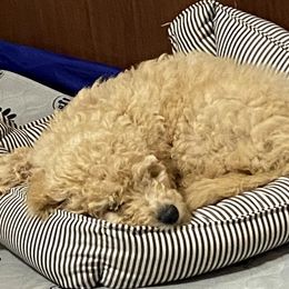 Goldendoodles and Golden Retrievers from Southern Golden Beauties