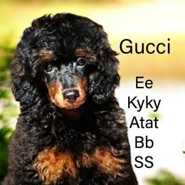 Gucci AKC - Poodle
