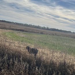 Pudelpointers from Rebel Point Pudelpointers