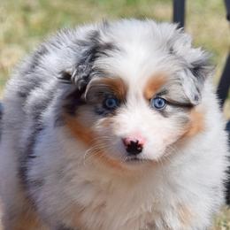 Australian Shepherds and Chihuahuas from RockyTop Hearts