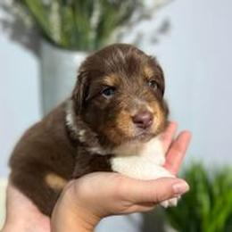 Australian Shepherd Puppies from Nina Huggin's Australian Shepherds