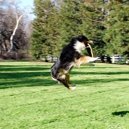 Parker - Miniature American Shepherd