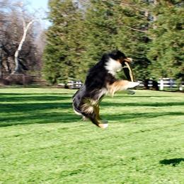 Parker - Miniature American Shepherd