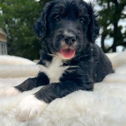 Jefferson - Black and white male Bernedoodle puppy in Osage City, Kansas from Golden Ridge Goldens