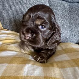 Mocha - Brown and tan female Cocker Spaniel puppy in Memphis, Tennessee from Cordova Cockers