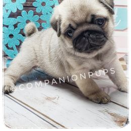 Pug Puppies from Companion Pups