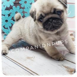 Pug Puppies from Companion Pups