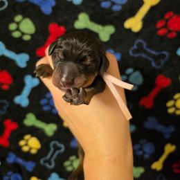 Light Pink Collar - Black and rust female Doberman Pinscher puppy in Canton, Ohio from Aaliyah’s Dobies