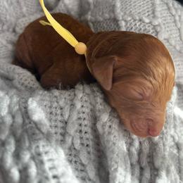 Yellow - Red  female Poodle puppy in Lima, Ohio from Buckeye Red Standard Poodles