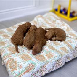 Puppy 3 - Red  male Poodle puppy in Davie, Florida from Dave Poodles