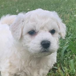 Bichon Frises from Jaelanee’s Bichon Frise